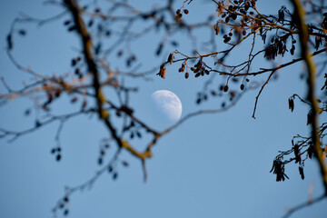 Mond
