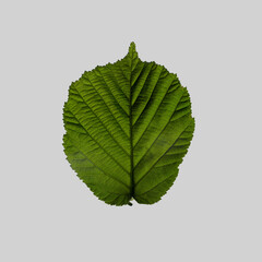 Hazel Leaf