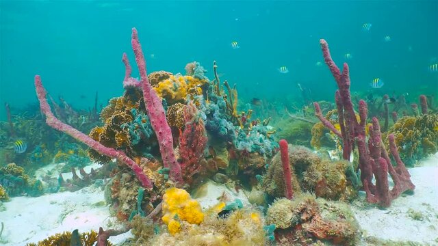 Colorful marine life underwater in a coral reef with sea sponges and tropical fish, Caribbean sea
