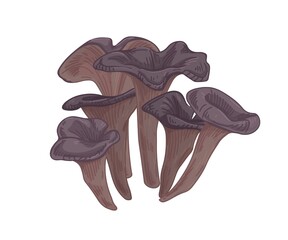 Black chanterelle or trumpet mushroom. Group of forest edible fungi. Realistic raw fungus. Fresh natural food. Colored hand-drawn vector illustration isolated on white background