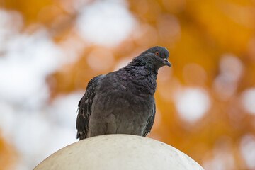 surprised and curious pigeon sitting on a lamp post in the shape of a ball