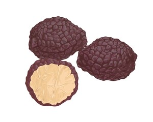 Black truffle composition with whole underground edible mushrooms and cut piece of fungus. Precious delicatessen natural food. Colored hand-drawn vector illustration isolated on white background