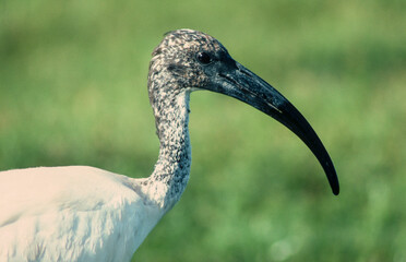 Ibis sacré,.Threskiornis aethiopicus, African Sacred Ibis
