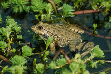 Grenouille verte, rana esculenta