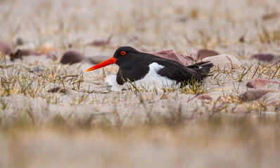 Nesting Eurasian Oystercatcher (Haematopus ostralegus) on a sandy beach of the Varanger peninsula,...