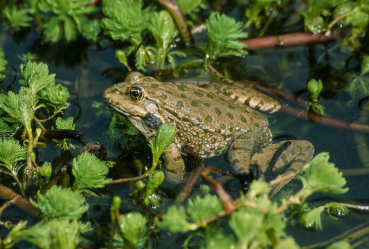 Grenouille Verte, Rana Esculenta