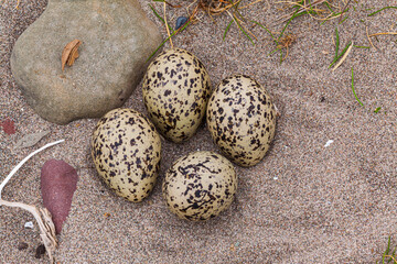 Eggs of a Eurasian Oystercatcher (Haematopus ostralegus) on sand in a primitive nest on a  beach of...