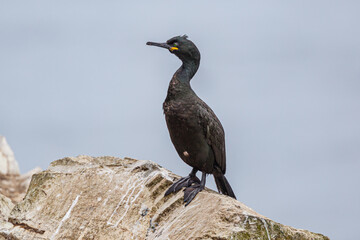 Portrait of a European Shag (Phalacrocorax aristotelis) perched on a rock in the bird colony of Hornöya at  Vardö, Finnmark, Noorwegen