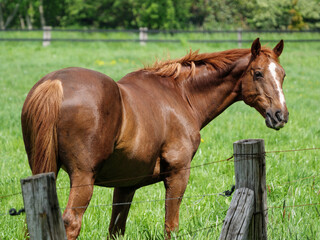 Fototapeta premium Wildpark und Natur im westlichen Münsterland