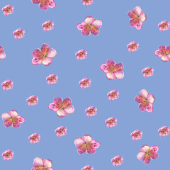 Seamless pattern of the peach flowers. Close-up pink peach flowers in spring. Watercolor hand drawn painting illustration isolated on blue background for wallpaper, wrapping gift, fashion fabric