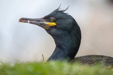 Head portrait of a European Shag (Phalacrocorax aristotelis) perched on a rock in the bird colony of Hornöya at  Vardö, Finnmark, Noorwegen