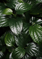 Close up image of leaves