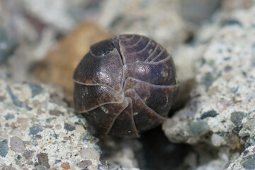 Closeup of a rolled up common pill-bug , Armadillidium vulgare