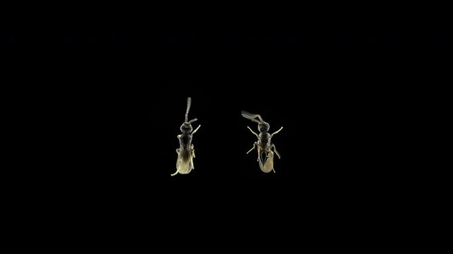 Wasp is a parasite of the family Superfamily Chalcidoidea under a microscope. Lays eggs in insects or their eggs. Sample size only 3mm