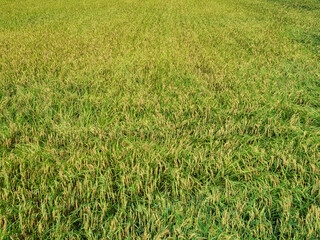 Rice fields in the countryside.