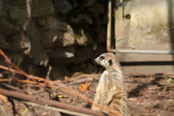 The meerkat stands on its hind legs and tail helps.