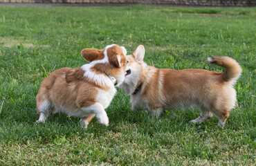 corgi dogs playing in the meadow