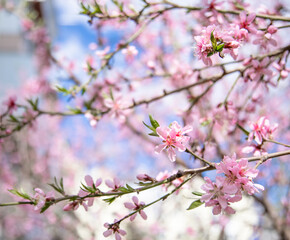 Obraz premium Branches of a blossoming spring tree against the sky.