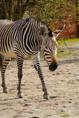 Fototapeta na wymiar Close-up on a beautiful zebra in the park.