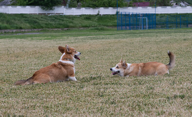 corgi dogs playing in the meadow