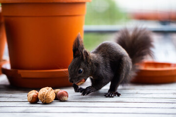 Squirrel on the balcony, gets nuts