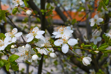 Blooming branch of cherry blossoms in the garden in spring.
