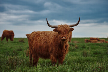 Highland cow. Sunset over the pasture	
