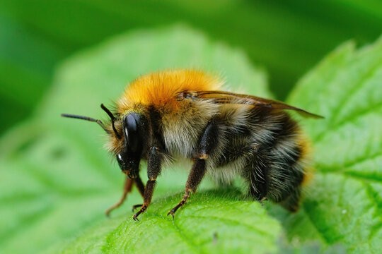 Closeup of a queen common carder bee, Bombus pascuorum, sitting on a green leaf