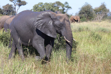 Afrikanischer Elefant / African elephant / Loxodonta africana