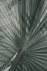 Obraz premium Close up of fan palm leaf textured background