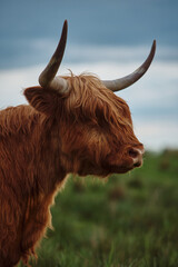 Highland cow with horns. Portrait of a cow against the sky