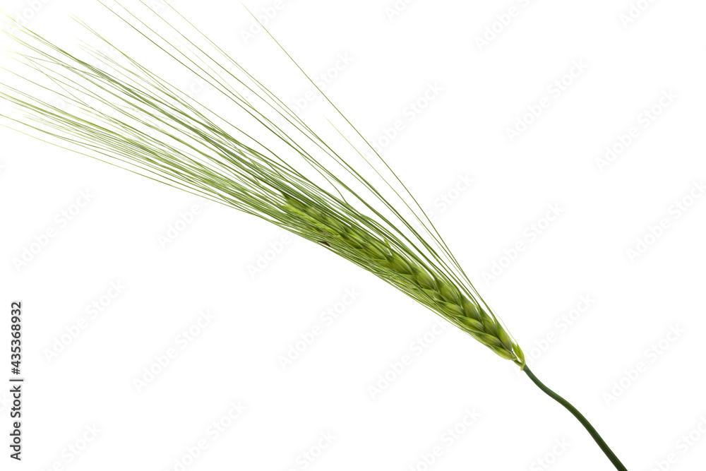 Wall mural green spikelet of wheat isolated