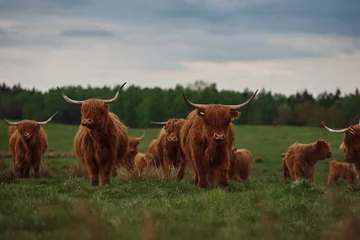 Cercles muraux Highlander écossais Vache et veau des Highlands. Coucher de soleil sur le pâturage