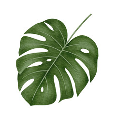 Watercolor monstera deliciosa tropical leaf