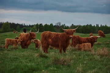 Photo sur Plexiglas Highlander écossais Highland cow and calf. Sunset over the pasture 