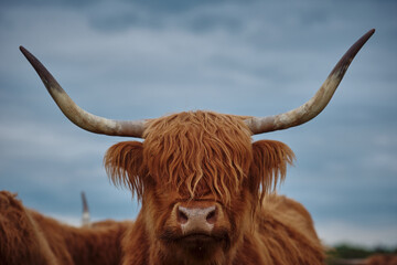 Highland cow with horns
