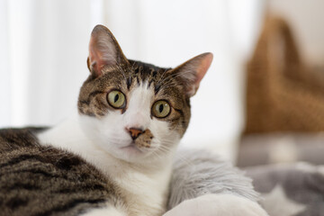 見つめる猫　キジトラ猫