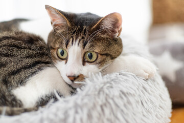 見つめる猫　キジトラ猫