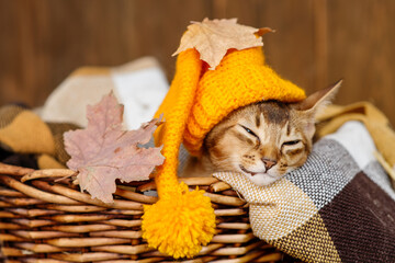 A kitten of the Abyssinian breed lies in a blanket in a wicker basket in a bright yellow hat sprinkled with dry maple leaves on a wooden background. Cozy autumn concept © Ermolaeva Olga