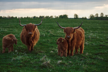 Highland cow and calf in a green pasture. Horizontal photo