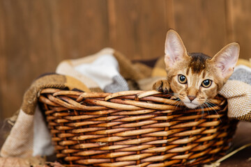 A kitten of the Abyssinian breed lies in a blanket in a wicker basket on a wooden background. Cozy autumn concept
