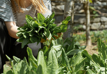 Woman picks lettuce leaves in the vegetable garden.