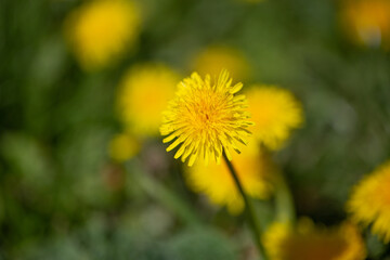 Naklejka premium Close-up of a yellow dandelion on a blurred background.