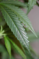 Cannabis-Legalisierung in Deutschland 2023: Wann ist Kiffen legal? Cannabis leaf close up medical marihuana background top view flat lay modern high quality big size print