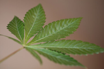 Cannabis leaf close up medical marihuana background top view flat lay modern high quality big size print
