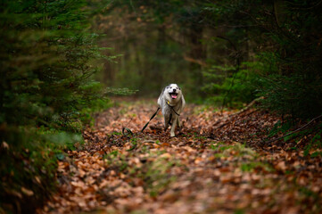 Husky jogging in the woods, portrait of a husky in the autumn forest, happy pet.