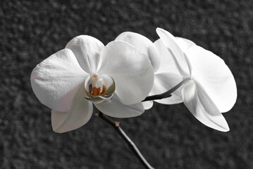 black and white orchid blossom colorkey