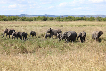 Fototapeta premium Afrikanischer Elefant / African elephant / Loxodonta africana...