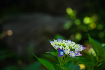 庭のかわいいアジサイ