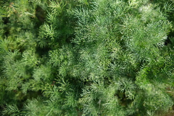 Green grass texture. Dill growing on the meadow. Stock Image. A plant with small leaves.